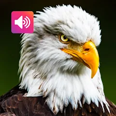 eagle sound effect