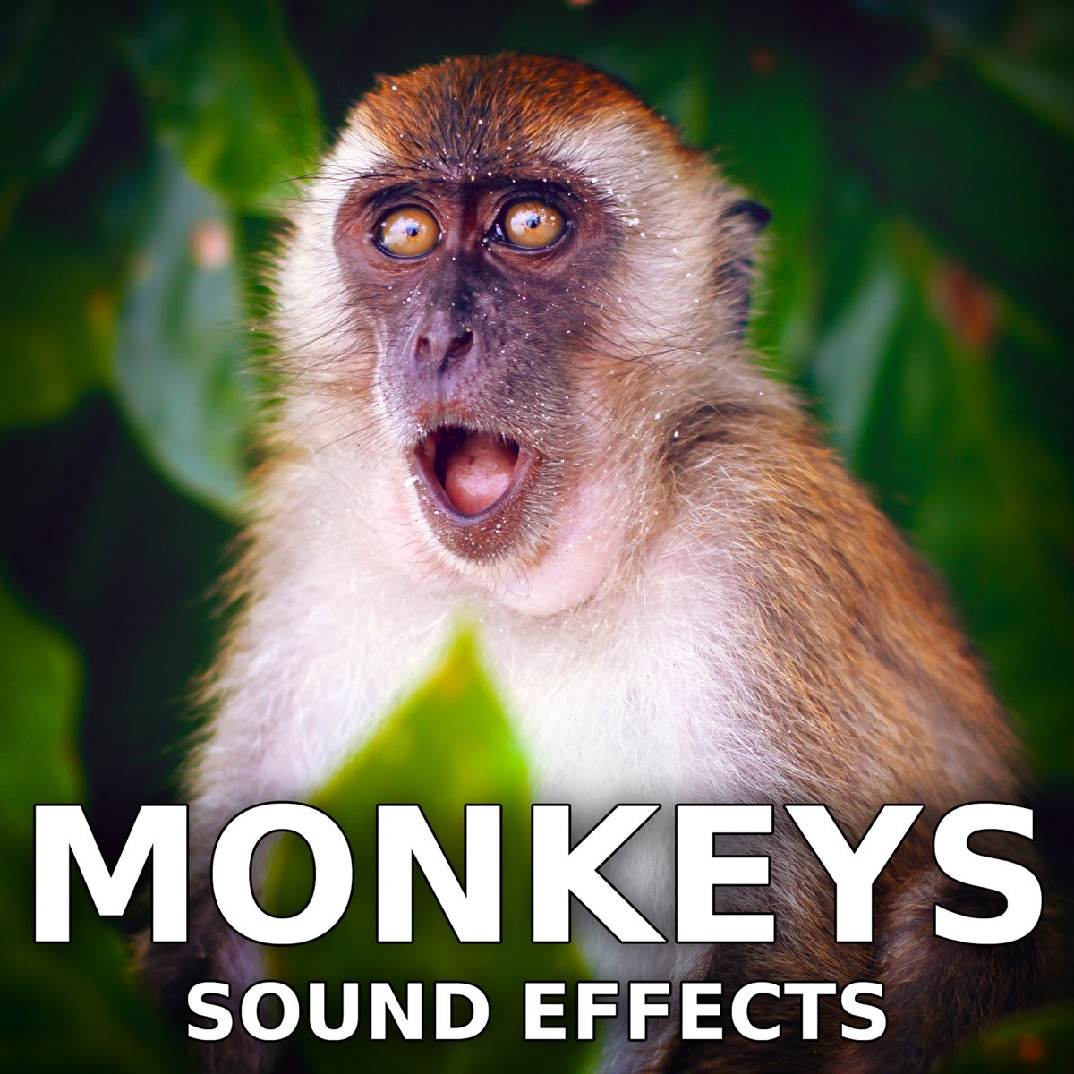 monkey sound effect