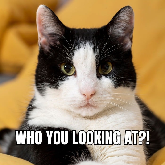 Cat memes