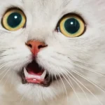 How to Use a Cat Soundboard Effectively in 2025