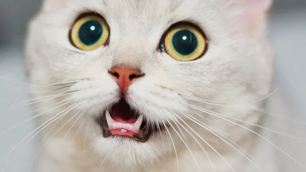 Mastering the Use of a Cat Soundboard in 2025: Tips and Tricks