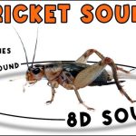 Top 10 Websites to Download Free Cricket Sound Effects