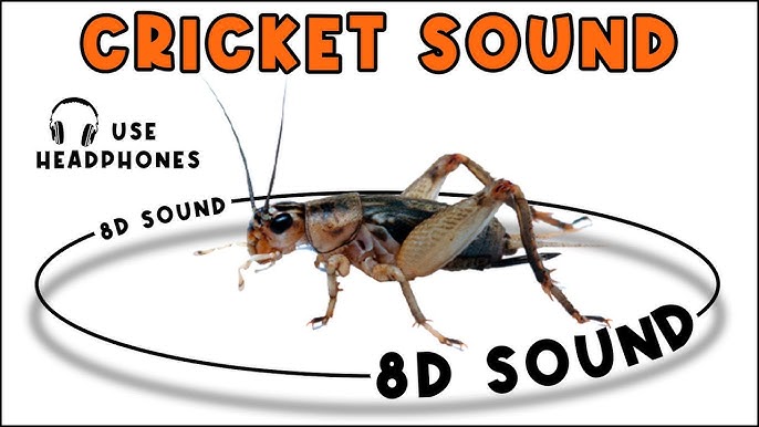 Top Websites to Download Free Cricket Sound Effects