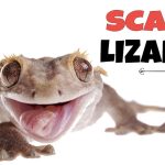 Lizard soundboard picks for meme magic