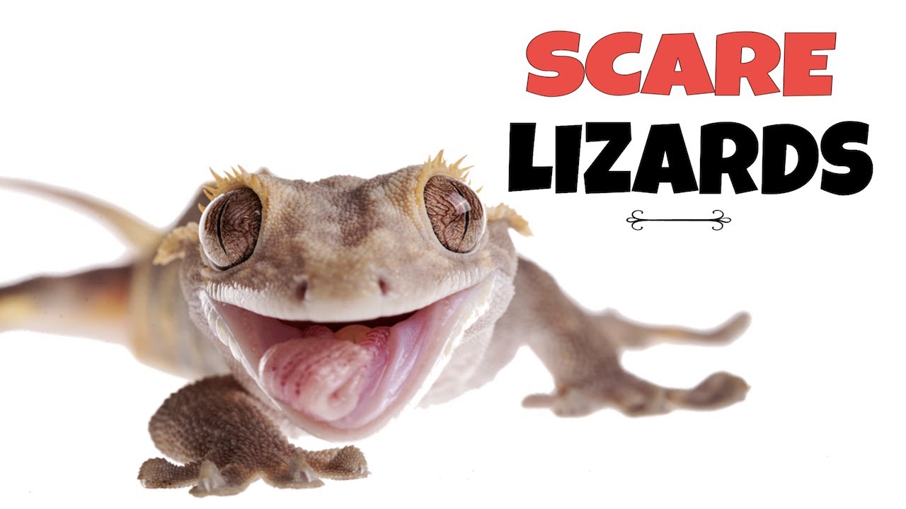 Lizard Soundboard Picks for Meme Magic