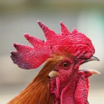 Best sites for royalty-free rooster sounds