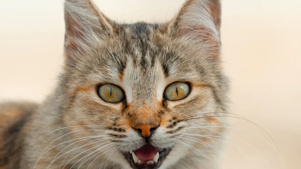 Amazing Cat Translator Apps Every Owner Loves