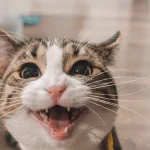 Top 10 Cat Laughing Memes That Will Leave You in Stitches
