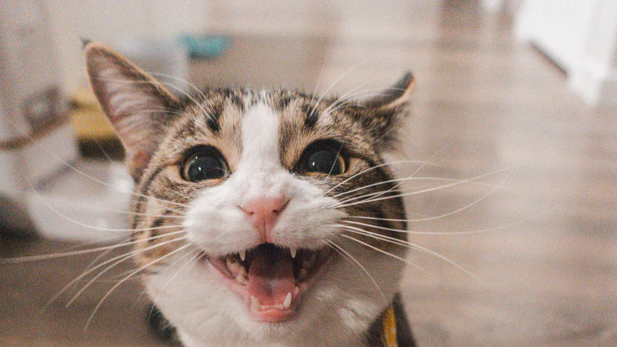 Top Cat Laughing Memes That Will Leave You in Stitches